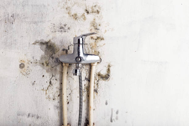 Best Commercial Mold Remediation in Casey, IL