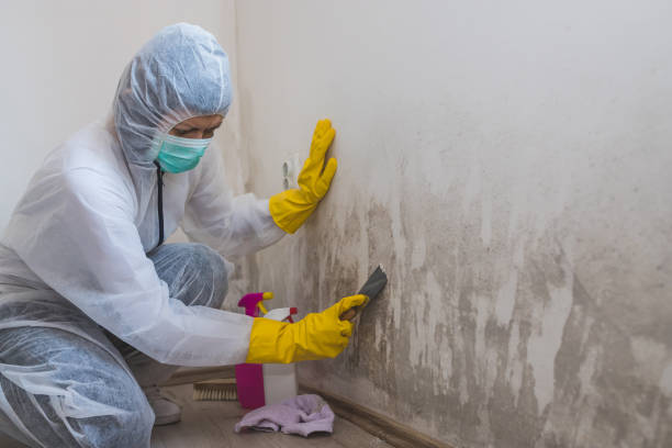 Best Crawl Space Mold Remediation in Casey, IL