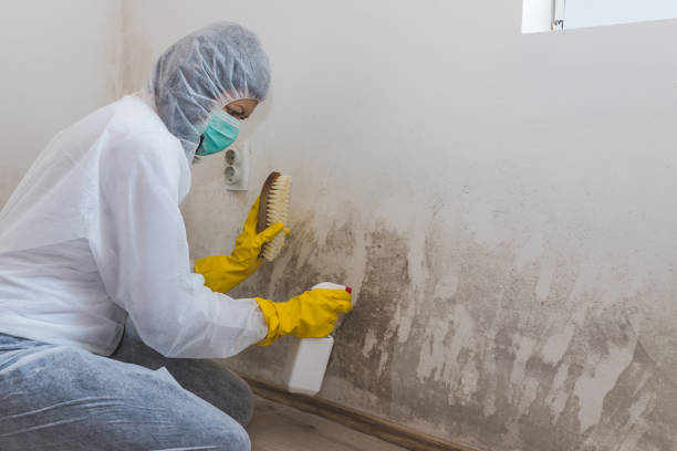 Best Health and Safety Mold Remediation in Casey, IL