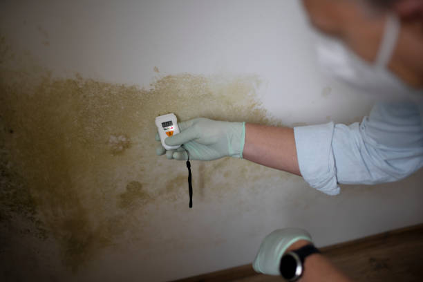 Best Mold Testing and Inspection Services in Casey, IL