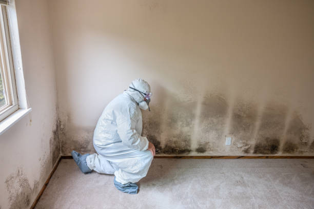 Best DIY Mold Remediation Support Services in Casey, IL