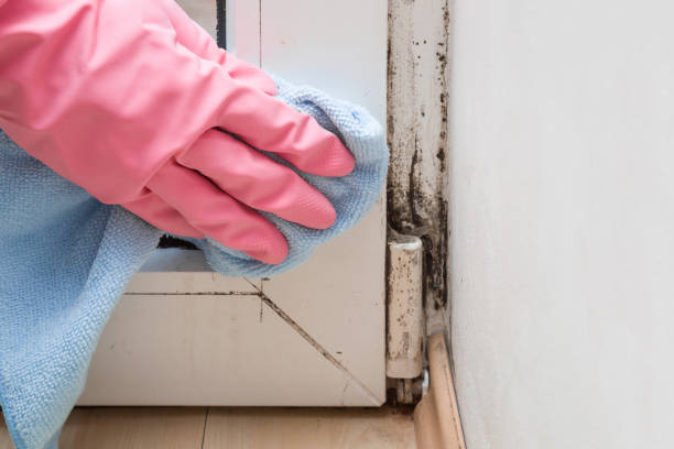 Best Basement Mold Remediation in Casey, IL